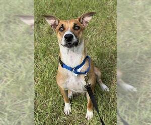 Labrador Retriever-Unknown Mix Dogs for adoption in Fort Lauderdale, FL, USA