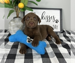 Labrador Retriever Puppy for sale in FRANKLIN, IN, USA