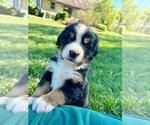 Small #6 Bernese Mountain Dog