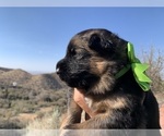 Small #24 German Shepherd Dog