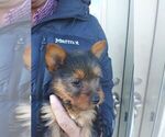 Small Photo #4 Australian Terrier Puppy For Sale in WHITEWOOD, SD, USA
