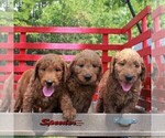 Small #2 Goldendoodle