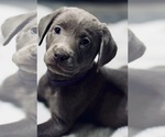 Puppy Electra Labrador Retriever