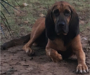 Bloodhound Puppy for sale in N LITTLE ROCK, AR, USA