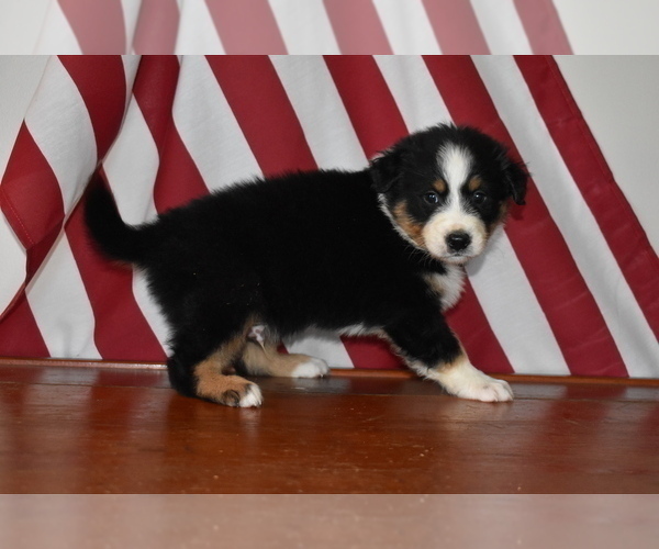 Medium Photo #4 Australian Shepherd Puppy For Sale in MIFFLINBURG, PA, USA