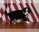 Small Photo #4 Australian Shepherd Puppy For Sale in MIFFLINBURG, PA, USA