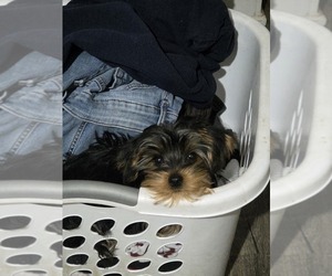 Yorkshire Terrier Puppy for sale in NORTHGLENN, CO, USA