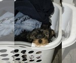 Small Yorkshire Terrier