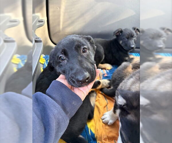 Medium Photo #1 German Shepherd Dog Puppy For Sale in Stockton, CA, USA