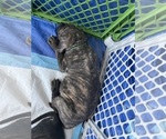 Small #9 America Bandogge Mastiff-Cane Corso Mix