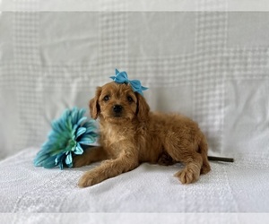 Cavapoo Puppy for sale in ELKTON, KY, USA