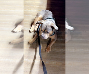 Father of the American Bully-Pit puppies born on 04/08/2026