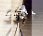 Small Photo #1 American Bully-Pit Puppy For Sale in RIXEYVILLE, VA, USA