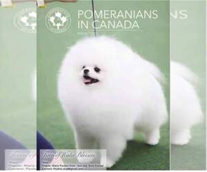 Father of the Pomeranian puppies born on 04/22/2024