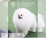 Small Photo #1 Pomeranian Puppy For Sale in STUDIO CITY, CA, USA