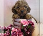 Small #6 Poodle (Toy)
