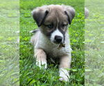 Small #4 Huskies -Jack Russell Terrier Mix