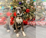 Small #36 American Pit Bull Terrier Mix