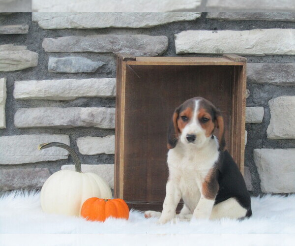 Medium Photo #4 Beagle Puppy For Sale in SUGARCREEK, OH, USA