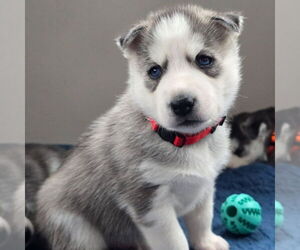 Siberian Husky Puppy for sale in KING GEORGE, VA, USA
