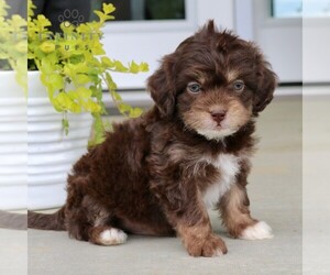 ShihPoo Puppy for Sale in GORDONVILLE, Pennsylvania USA