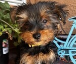 Small Photo #27 Yorkshire Terrier Puppy For Sale in SACRAMENTO, CA, USA