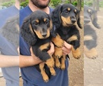 Small Photo #1 Dachshund Puppy For Sale in HUNTER, OK, USA
