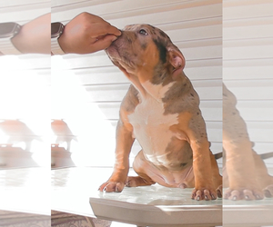 American Bully Puppy for sale in STRASBURG, OH, USA