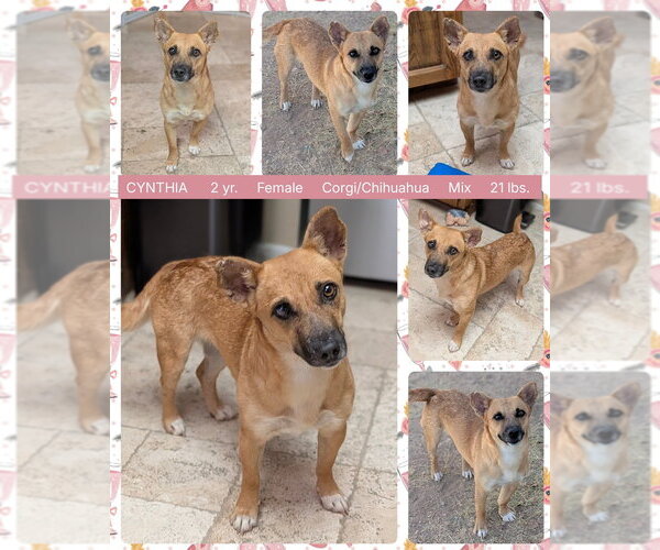 Medium Photo #2 Chihuahua-Unknown Mix Puppy For Sale in Mesa, AZ, USA