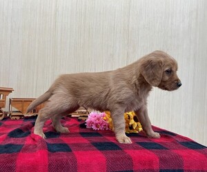 Golden Retriever Puppy for sale in OWEN, WI, USA