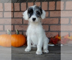Labradoodle Puppy for sale in MILLERSBURG, OH, USA