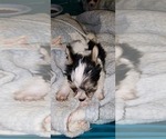Puppy 1 Biewer Terrier-Biewer Yorkie Mix