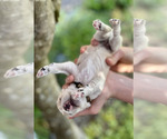 Small Photo #4 Australian Labradoodle Puppy For Sale in BRUSH PRAIRIE, WA, USA