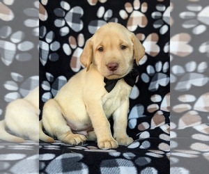 Labrador Retriever Puppy for sale in KINZERS, PA, USA