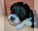 Puppy Bella Collie-Poodle (Miniature) Mix