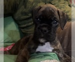Puppy Mr Orange Boxer