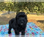 Small Photo #5 Aussiedoodle Miniature  Puppy For Sale in OKLAHOMA CITY, OK, USA