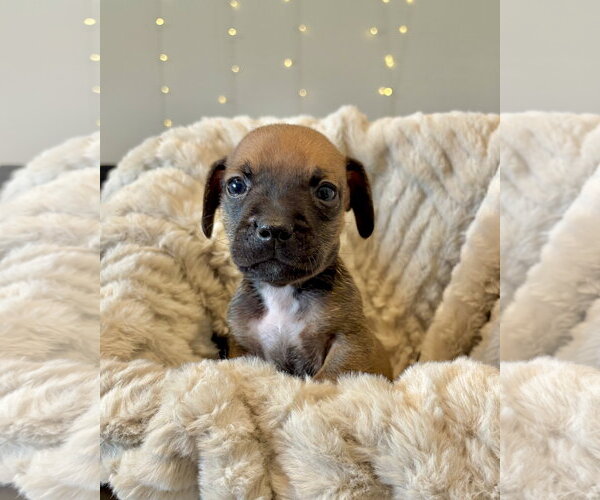 Medium Photo #2 French Bull Weiner Puppy For Sale in Corona, CA, USA