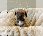 Small #1 French Bull Weiner