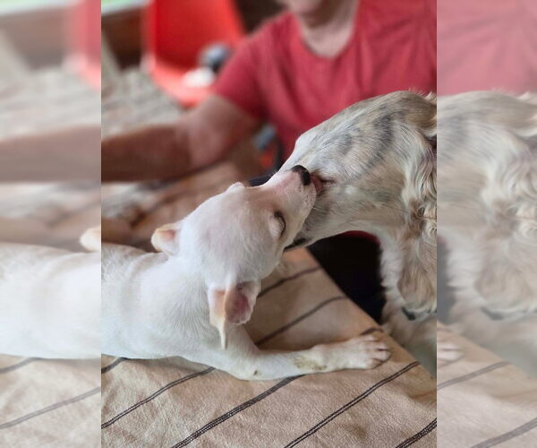 Medium Photo #3 Labbe Puppy For Sale in Aurora, IN, USA