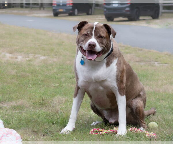Medium Photo #11 Mutt Puppy For Sale in Woodbury, NY, USA