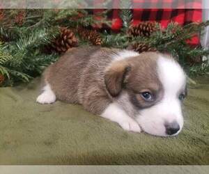 Pembroke Welsh Corgi Puppy for sale in MOUNTAIN GROVE, MO, USA