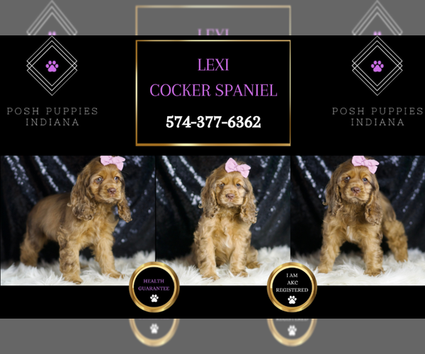 Medium Photo #36 Cocker Spaniel Puppy For Sale in WARSAW, IN, USA