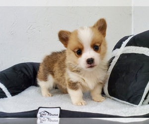 Pembroke Welsh Corgi Puppy for sale in CLARK, MO, USA