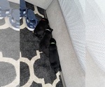 Small #2 Cane Corso