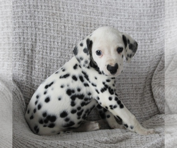 Medium Photo #2 Dalmatian Puppy For Sale in FREDERICKSBURG, OH, USA