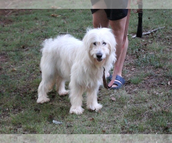 Medium Photo #5 Goldendoodle Puppy For Sale in TIMBERLAKE, NC, USA