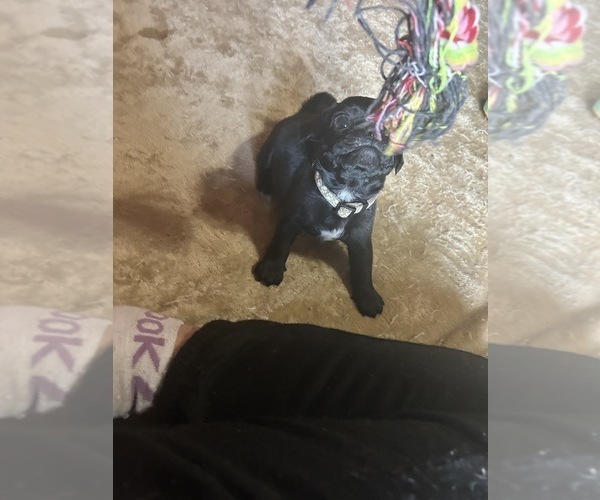 Medium Photo #14 Frenchie Pug Puppy For Sale in BLOOMINGTON, IL, USA
