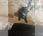 Small Photo #14 Frenchie Pug Puppy For Sale in BLOOMINGTON, IL, USA