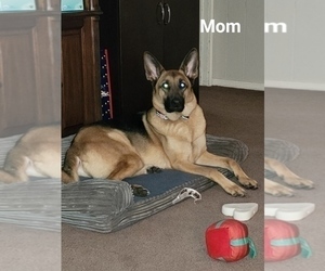 Mother of the German Shepherd Dog puppies born on 11/09/2023